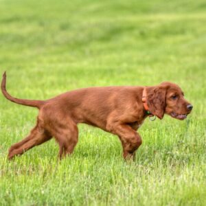 PROMISING PUP LARGE 15KG