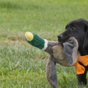 PROMISING PUP